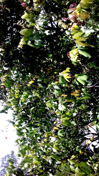 Foto Plantas Cujas Folhas São Verdes Pode Ser Usado Como — Fotografia de Stock