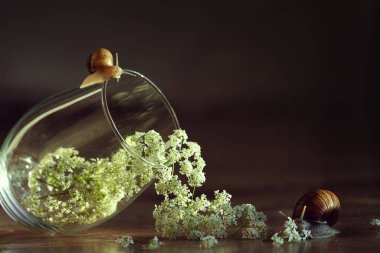 Marihuana esrar tomurcukları ve kenevir