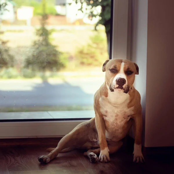 Dog Sitting Drinking Tea Home — Stock Photo, Image