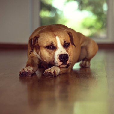 Köpek hayatı bilir.