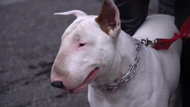 Vit tjur terrier närbild — Stockvideo