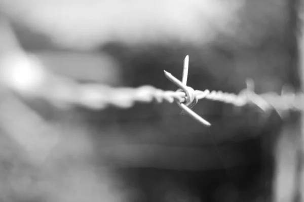 Barbed Wire Blurred Background Fence — Stock Photo, Image