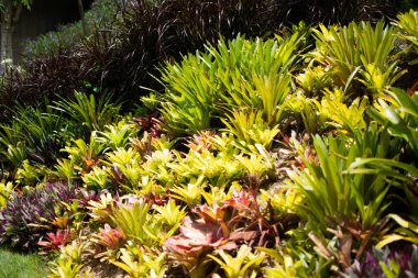 Baharda yeşil çimen, doğa, yaz