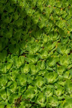 Yeşil yaprak deseni, yakın plan.,