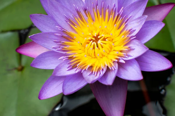 Purple Lotus Flower Water Summer Flora Fauna — Stock Photo, Image