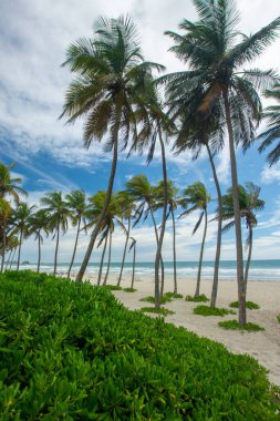Beautiful beach with palm trees and blue sky. Tropical beach with palm trees. Coconut plants. Blue sea. Sand.