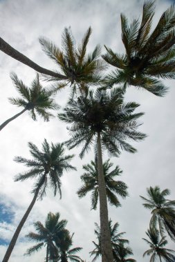 Beautiful beach with palm trees and blue sky. Tropical beach with palm trees. Coconut plants. Blue sea. Sand.
