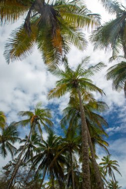 Beautiful beach with palm trees and blue sky. Tropical beach with palm trees. Coconut plants. Blue sea. Sand.