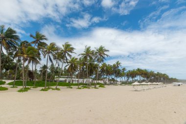 Beautiful beach with palm trees and blue sky. Tropical beach with palm trees. Coconut plants. Blue sea. Sand.