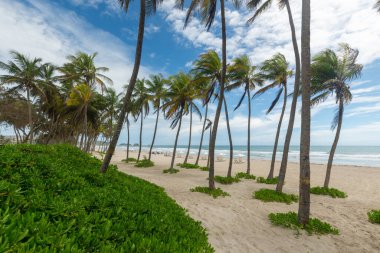 Beautiful beach with palm trees and blue sky. Tropical beach with palm trees. Coconut plants. Blue sea. Sand.