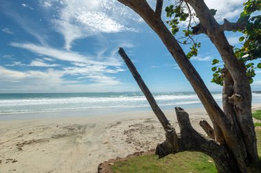 Beautiful beach with palm trees and blue sky. Tropical beach with palm trees. Coconut plants. Blue sea. Sand.