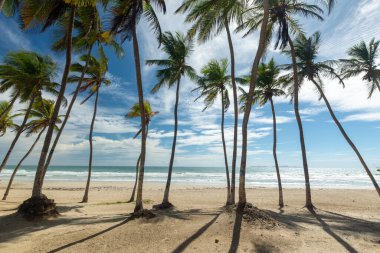 Beautiful beach with palm trees and blue sky. Tropical beach with palm trees. Coconut plants. Blue sea. Sand.