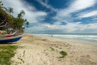 Beautiful beach with palm trees and blue sky. Tropical beach with palm trees. Coconut plants. Blue sea. Sand.