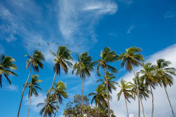 Beautiful Beach Palm Trees Blue Sky Tropical Beach Palm Trees — Stockfoto