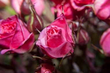 Güzel pembe Gül bahçesinde, yakın çekim