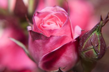 Güzel pembe Gül bahçesinde, yakın çekim