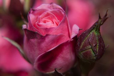 Güzel pembe Gül bahçesinde, yakın çekim