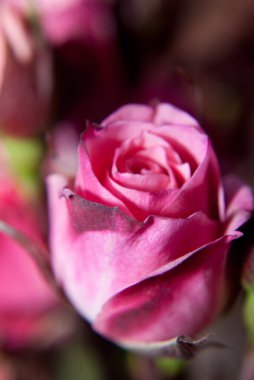 Güzel pembe Gül bahçesinde, yakın çekim