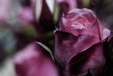 Güzel pembe Gül bahçesinde, yakın çekim