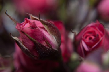 Koyu arkaplanda güzel güller