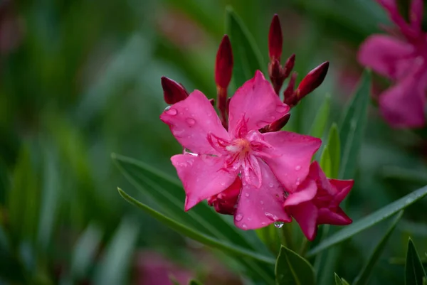 Vacker Röd Lilja Blomma Trädgården — Stockfoto