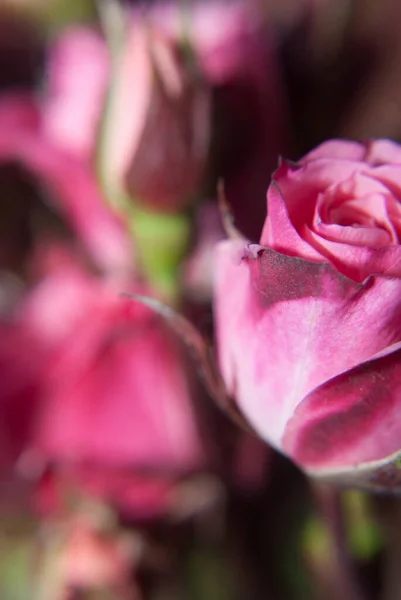 Schöne Rosa Rosen Garten Aus Nächster Nähe — Stockfoto