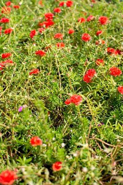 Amapolas Rojas Campo Verde Flores Hermoso Fondo Floral Fotos De Stock