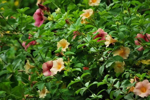 Bahçedeki güzel çiçekler