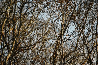 Ormandaki ağaç dalları