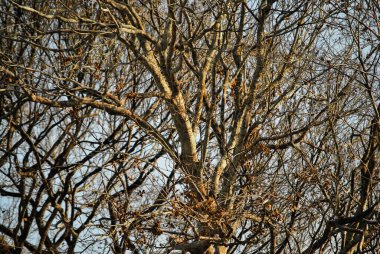 Ormandaki ağaç dalları