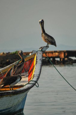 Balıkçı teknesi Venedik, İtalya