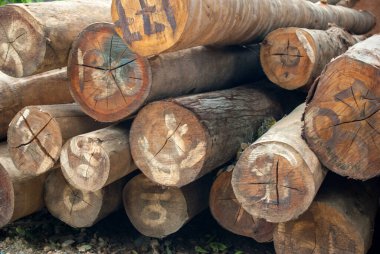 Köy inşaatı için odun parçaları. Kütükler, kütükler, tahta direkler.