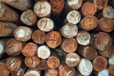 Köy inşaatı için odun parçaları. Kütükler, kütükler, tahta direkler.