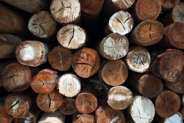 Köy inşaatı için odun parçaları. Kütükler, kütükler, tahta direkler.