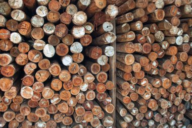 Köy inşaatı için odun parçaları. Kütükler, kütükler, tahta direkler.