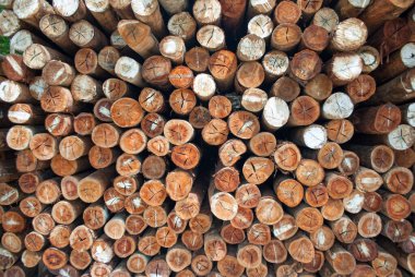 Köy inşaatı için odun parçaları. Kütükler, kütükler, tahta direkler.