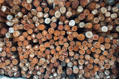 Köy inşaatı için odun parçaları. Kütükler, kütükler, tahta direkler.