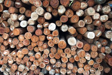 Köy inşaatı için odun parçaları. Kütükler, kütükler, tahta direkler.