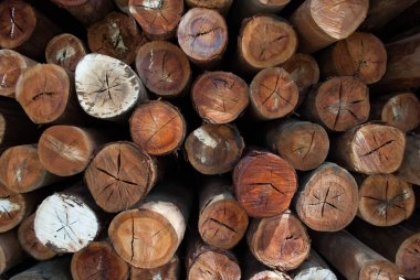 Köy inşaatı için odun parçaları. Kütükler, kütükler, tahta direkler.