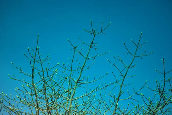 Drzewa Tle Błękitnego Nieba — Zdjęcie stockowe