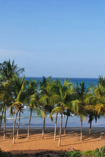 Kumda Palmiye Ağaçları Palmiyeli Plaj Mavi Gökyüzü Hindistan Cevizleri — Stok fotoğraf