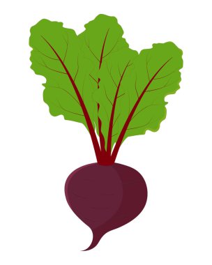 Isolated beetroot with haulm on a white background. Beet with leaves flat vector color icon for apps and websites. Seasonal farm product. Healthy nutrition. Agricultural fair. Harvest season. Vector illustration.