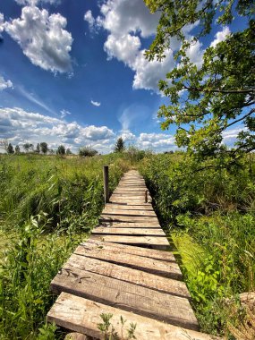 Ormanda ahşap köprü