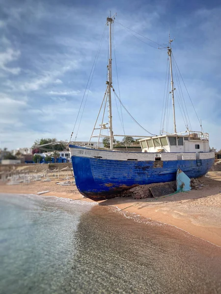 Sheep Red Sea Egypt — Stockfoto