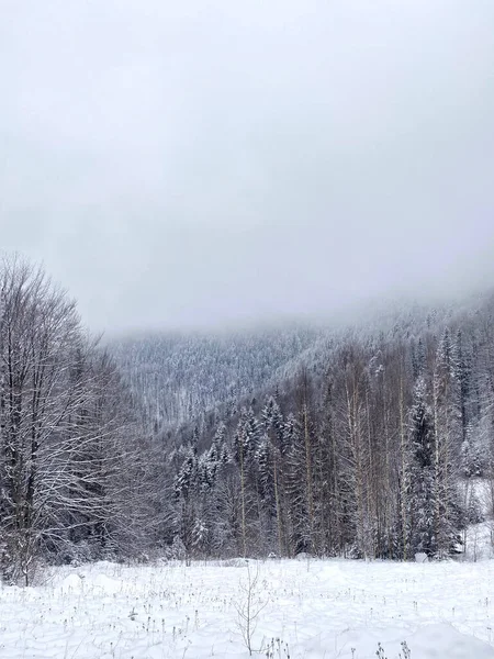 Stock image Ukraine. Winter Forest. Carpathian Mountains.