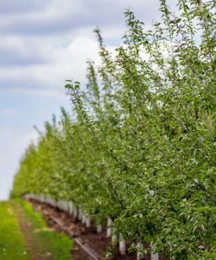 Tarım. Elma ağaçlarının sıraları büyür.