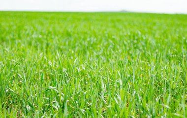 Yazın yeşil buğday tarlası ve mavi gökyüzü.