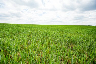 Yazın yeşil buğday tarlası ve mavi gökyüzü.