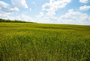 Yazın yeşil buğday tarlası ve mavi gökyüzü.