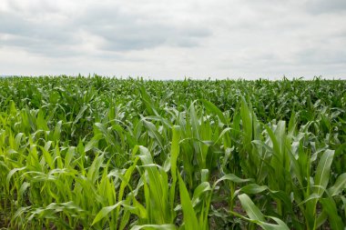 Gökyüzü ve bulutlu mısır tarlası